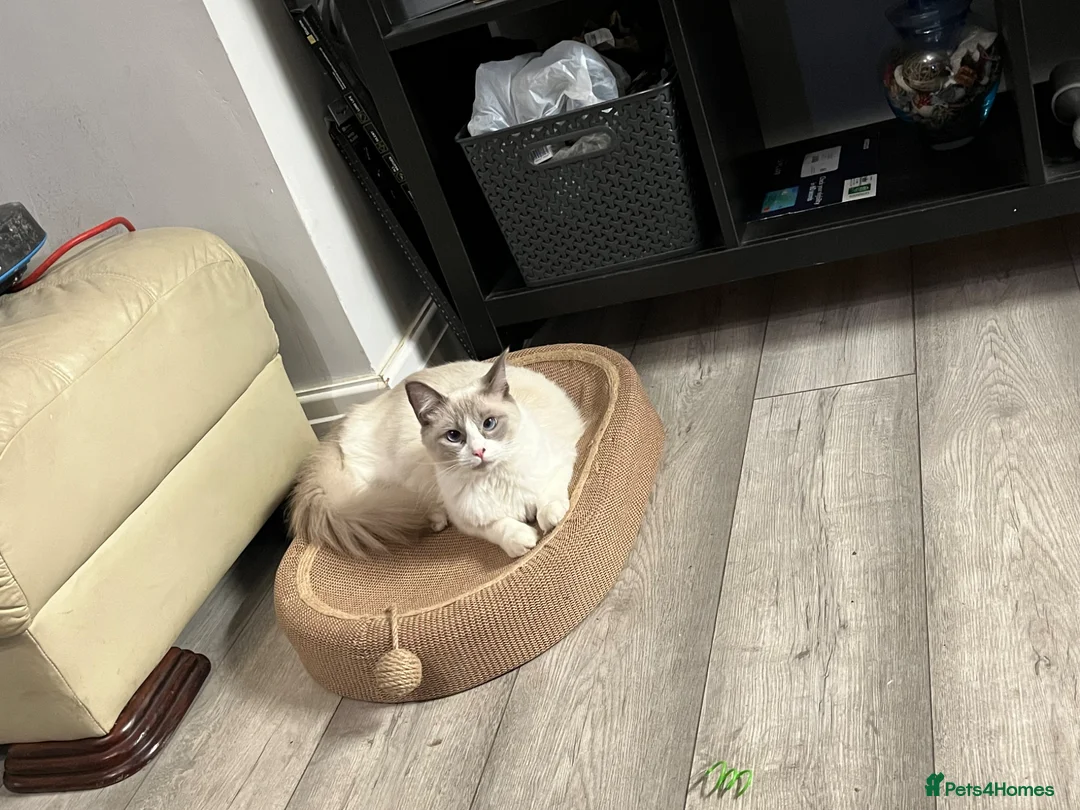 British Shorthair cats for sale: Beautiful Ragdoll x Tabby Kittens– 3 Boys/2 Girls in Manchester - Advert 1