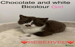 British Shorthair cats for sale: BSH Kittens - Image 4