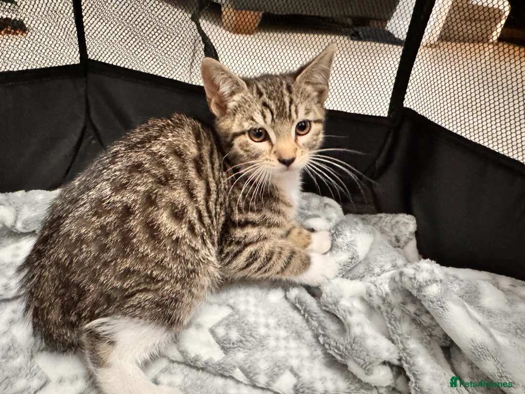 Mixed Breed cats for sale: Tabby kittens available  - Advert 4