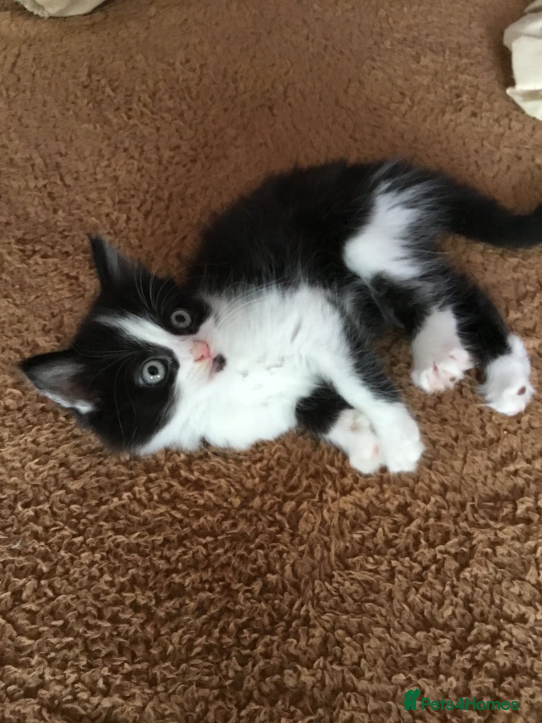 Mixed Breed cats for sale: Kittens for sale!!! - Image 4