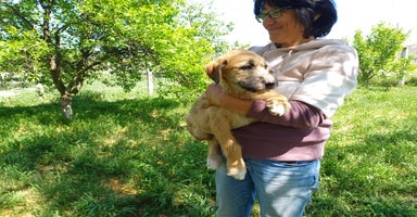 Mixed Breed dogs - Advert 4