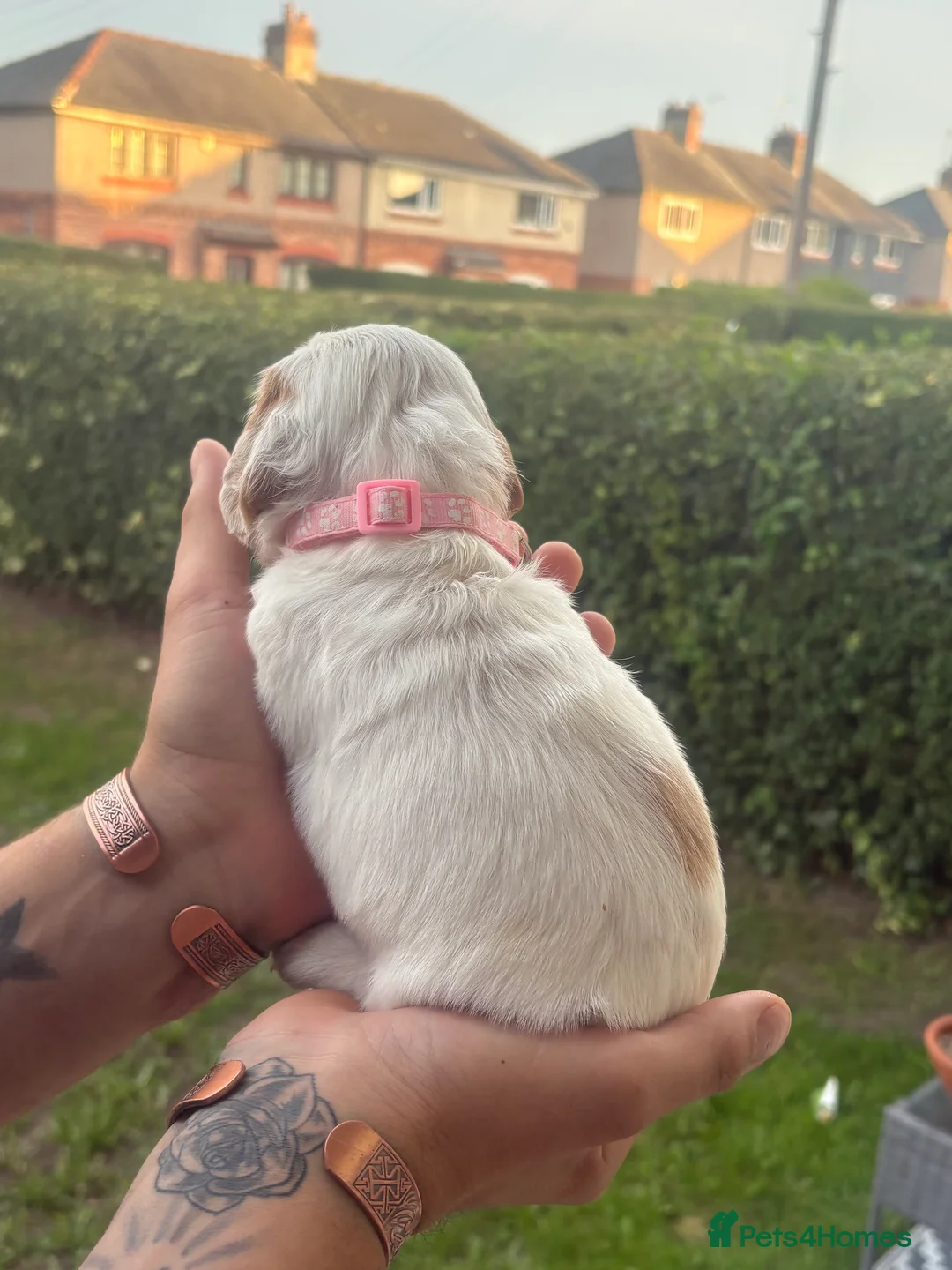 Cocker Spaniel dogs for sale: Beautiful cocker spaniel puppies  - Advert 38