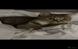 Mixed Breed cats for sale: BSH x Mixed breed female  - Image 3