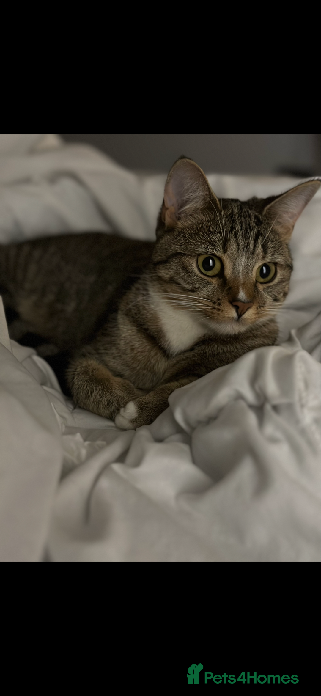 Mixed Breed cats for sale: BSH x Mixed breed female  - Image 3
