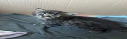 Mixed Breed cats for sale: Beautiful kittens in Chesham - Advert 2