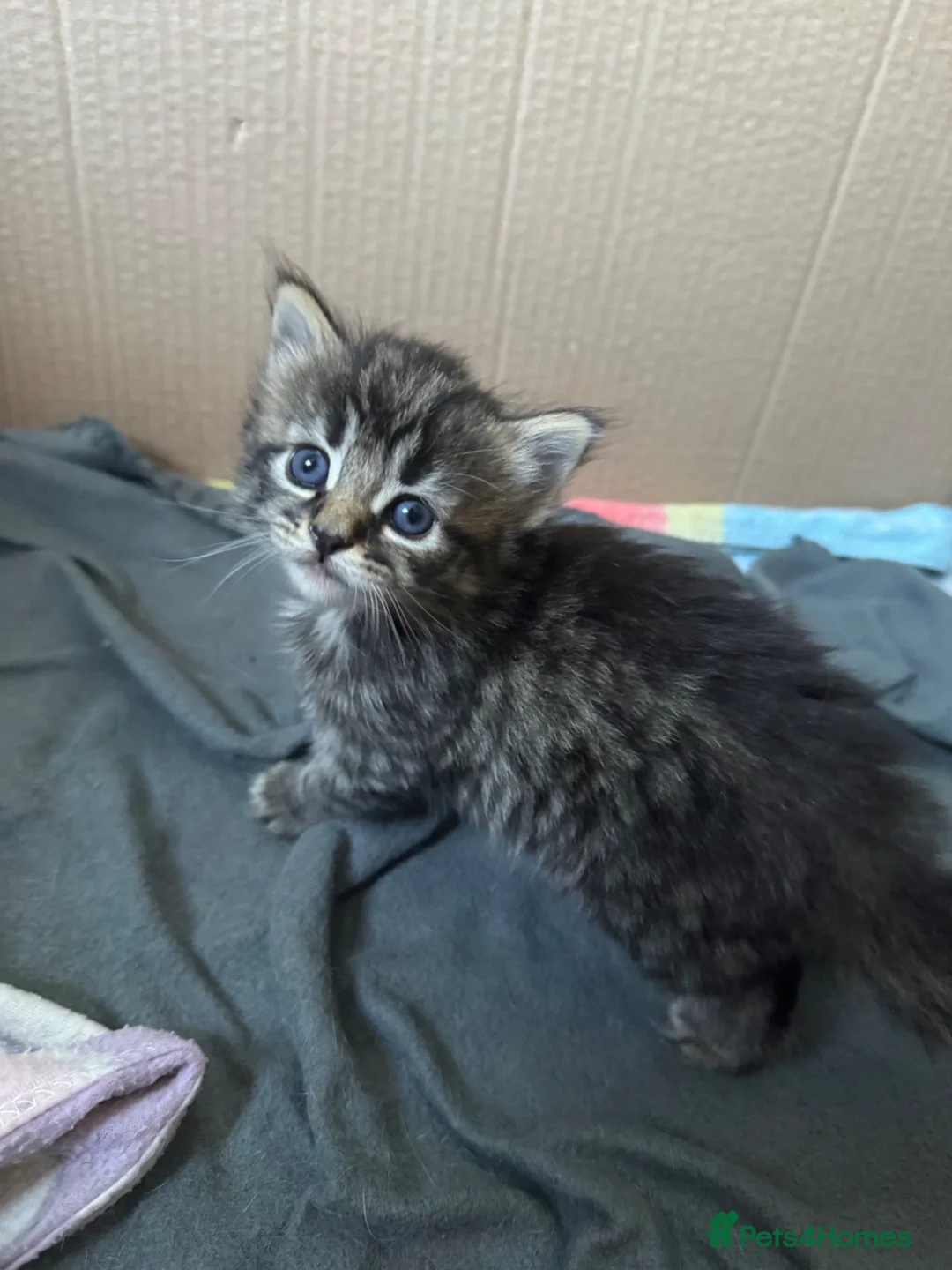 Mixed Breed cats for sale: Beautiful kittens in Chesham - Advert 2