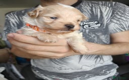 Maltipoo dogs for sale: F1B Toy Maltipoo  - Image 13