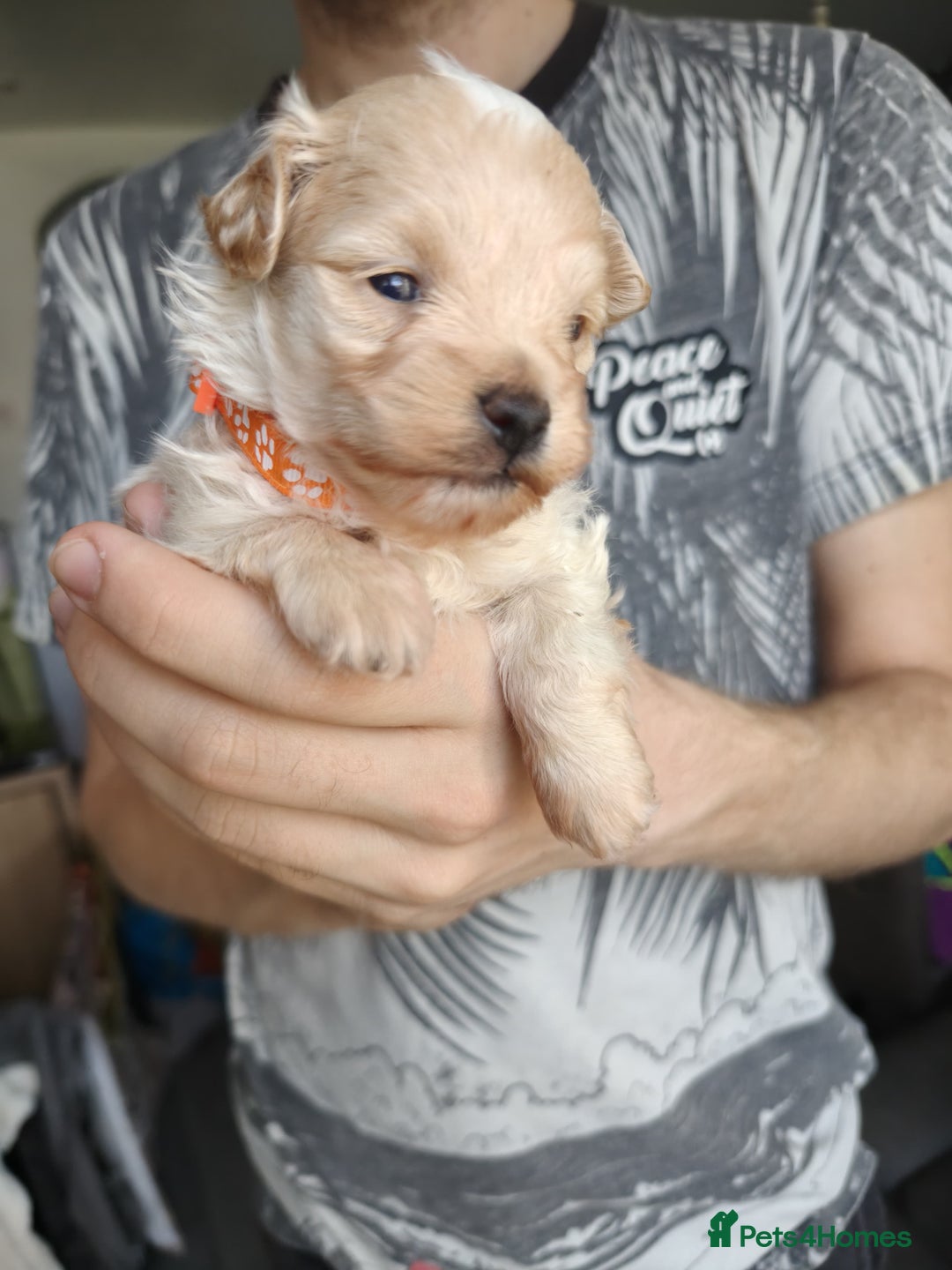 Maltipoo dogs for sale: F1B Toy Maltipoo  - Image 13