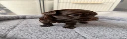 Yorkshire Terrier dogs for sale: Beautiful chocolate Biwer Yorkshire Terrier pupp  - Advert 8