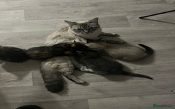 Mixed Breed cats for sale: Beautiful playful sweethearts - Image 1