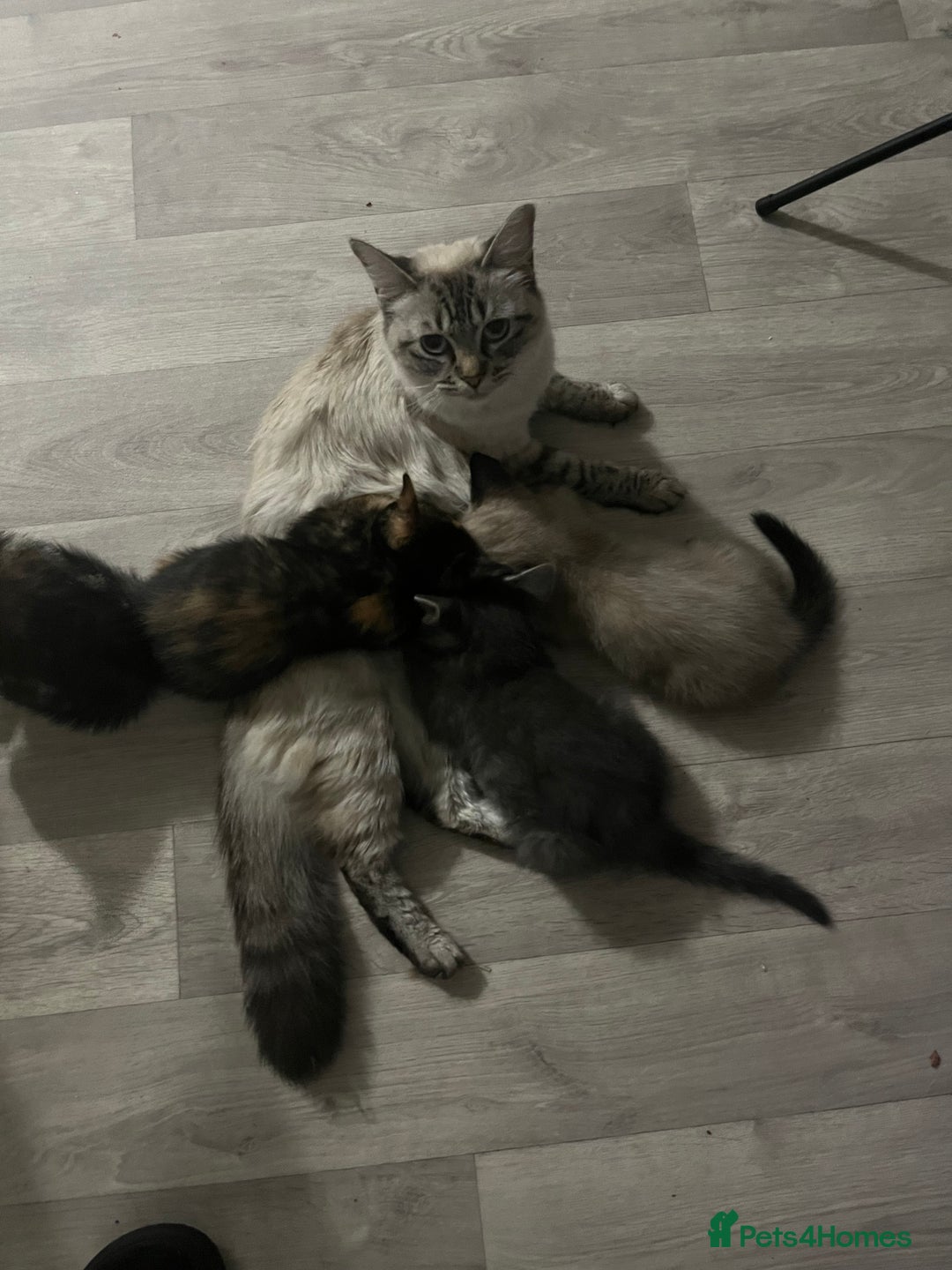 Mixed Breed cats for sale: Beautiful playful sweethearts - Image 1