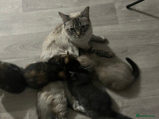 Mixed Breed cats for sale - Advert 1