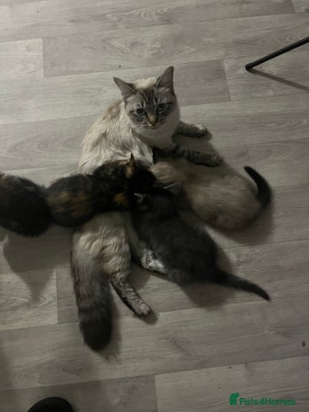 Mixed Breed cats - Advert 2