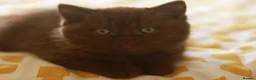 British Shorthair cats for sale: TICA Registerd Chocolate & Lilac - Advert 7