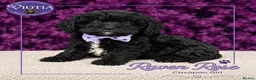 Cavapoo dogs for sale: 🐶 Beautiful F1 Cavapoo Puppies Ready Now 🐶 - Advert 6