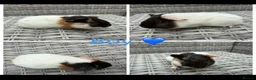 Guinea Pig rodents for sale: 6 Female, 3 male guinea pigs for new homes  - Advert 9