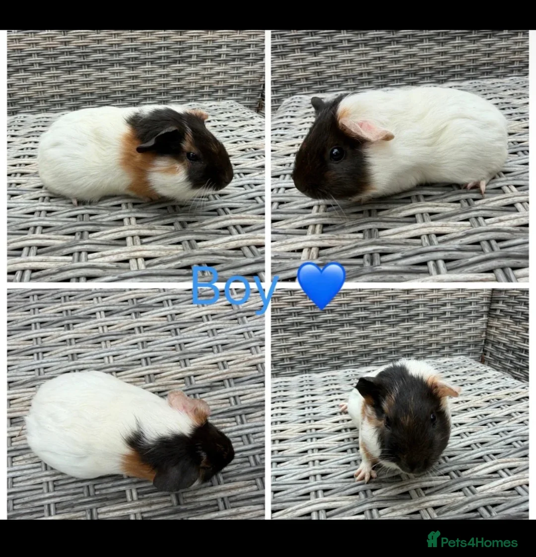 Guinea Pig rodents for sale: 6 Female, 3 male guinea pigs for new homes  - Advert 9