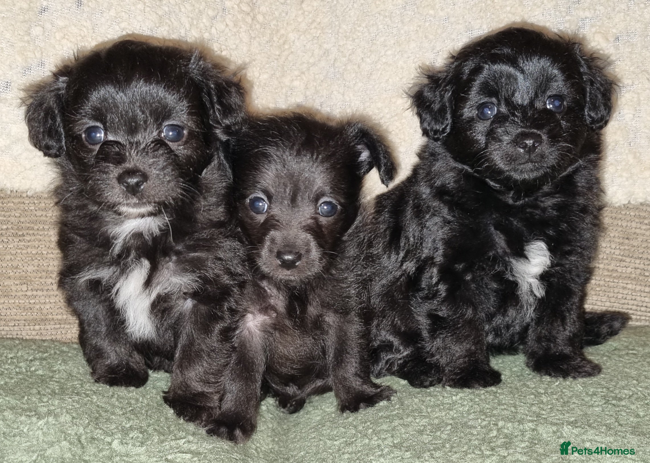Mixed Breed dogs Pomchipoo girls - Advert 12