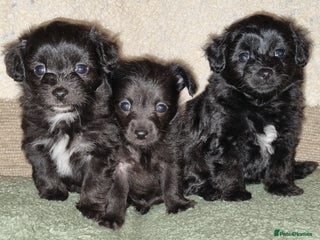 Mixed Breed dogs Pomchipoo girls - Advert 12