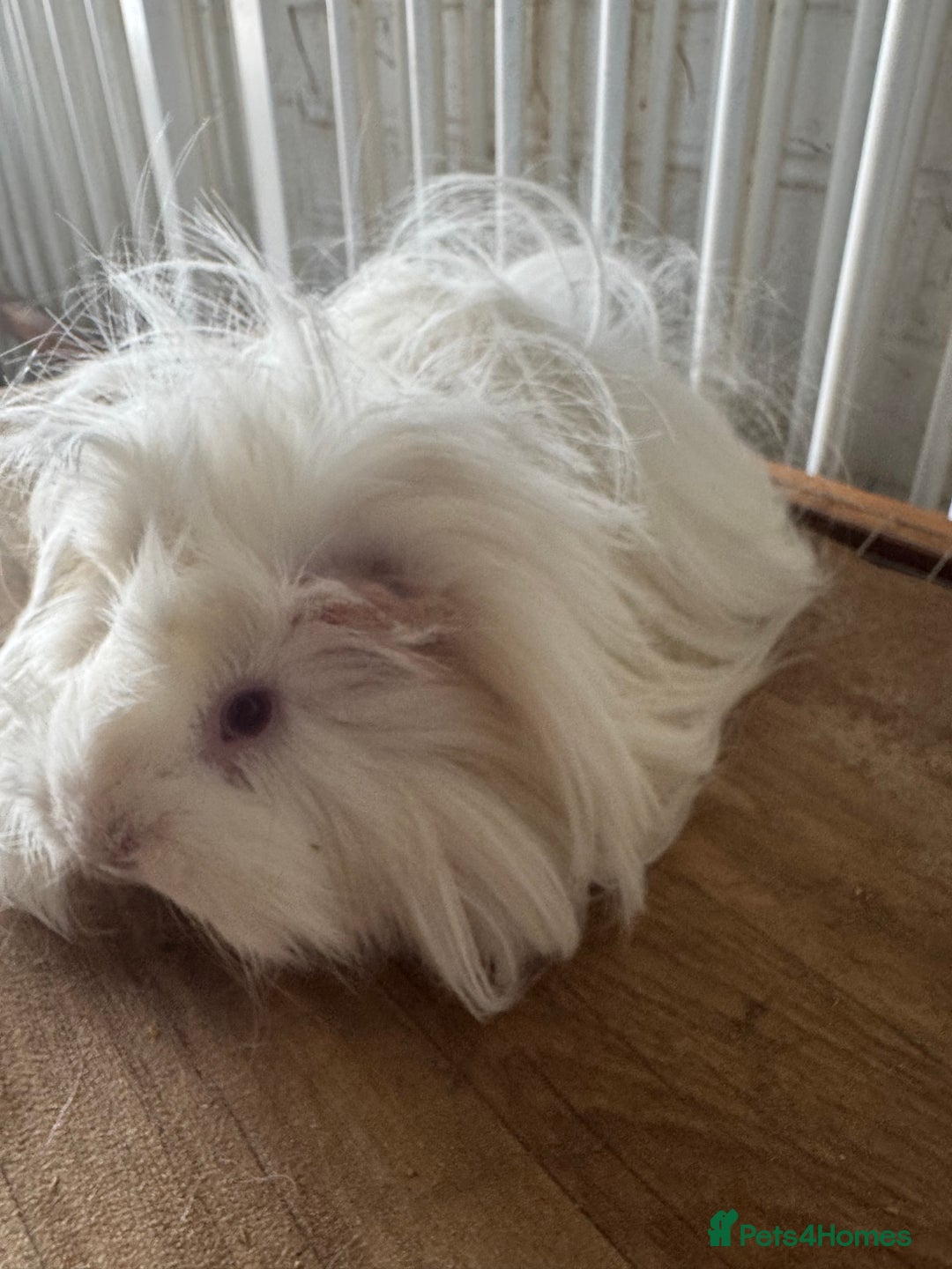 Guinea Pig rodents for sale: **FREE** Purebred Longhaired sows  - Image 5