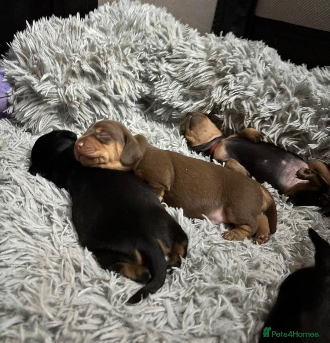 Miniature Dachshund dogs for sale: 🥇KC Registered Miniature Dachshunds Champion Line - Advert 26