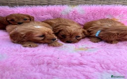 Cavapoo dogs for sale: *red cavapoos* - Image 11