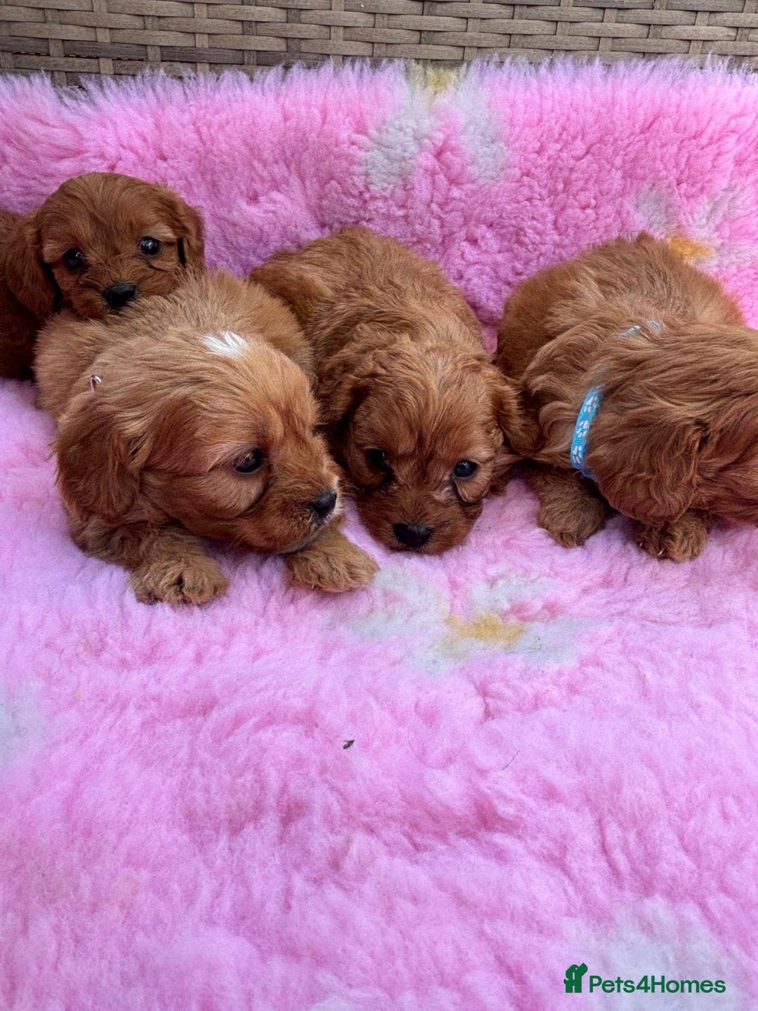 Cavapoo dogs for sale: *red cavapoos* - Image 11