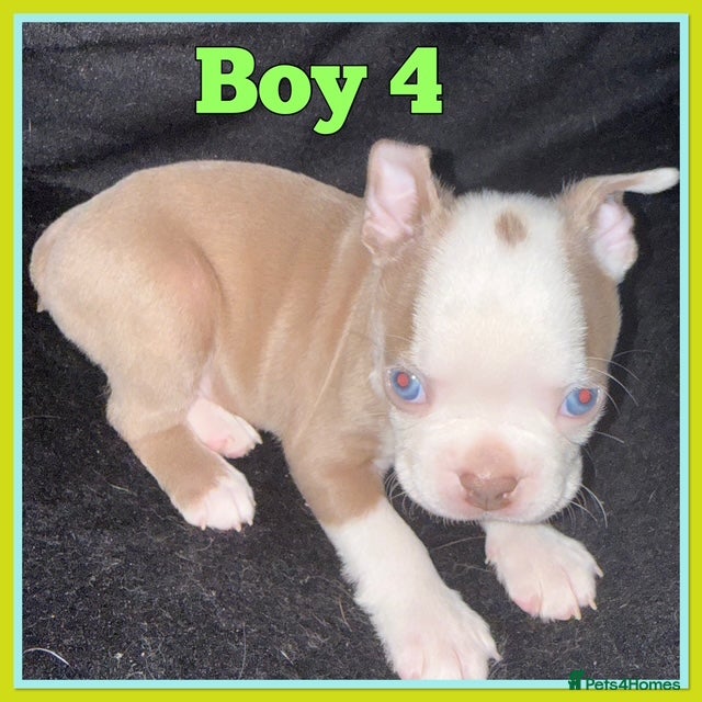 Boston Terrier dogs KC Registered Boston Terrier - Advert 1
