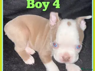 Boston Terrier dogs KC Registered Boston Terrier - Advert 1