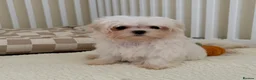 Maltese dogs for sale: 🐾 Beautiful Maltese puppies 🐾 - Advert 15