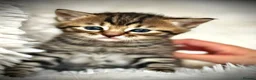 Mixed Breed cats for sale: 🐾 Beautiful Baby Kittens - Ragdoll x Bengal 🐾 - Advert 33