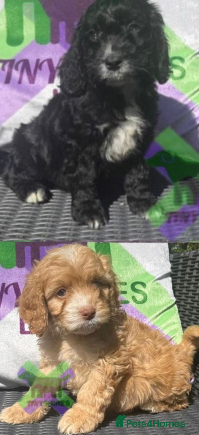 Cockapoo dogs F1 BOYS ONLY MINI COCKAPOOS 30 dna tested - Advert 1