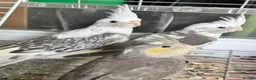 Cockatiels birds for sale: Baby cockatiels for sale - ready to leave now  - Advert 1