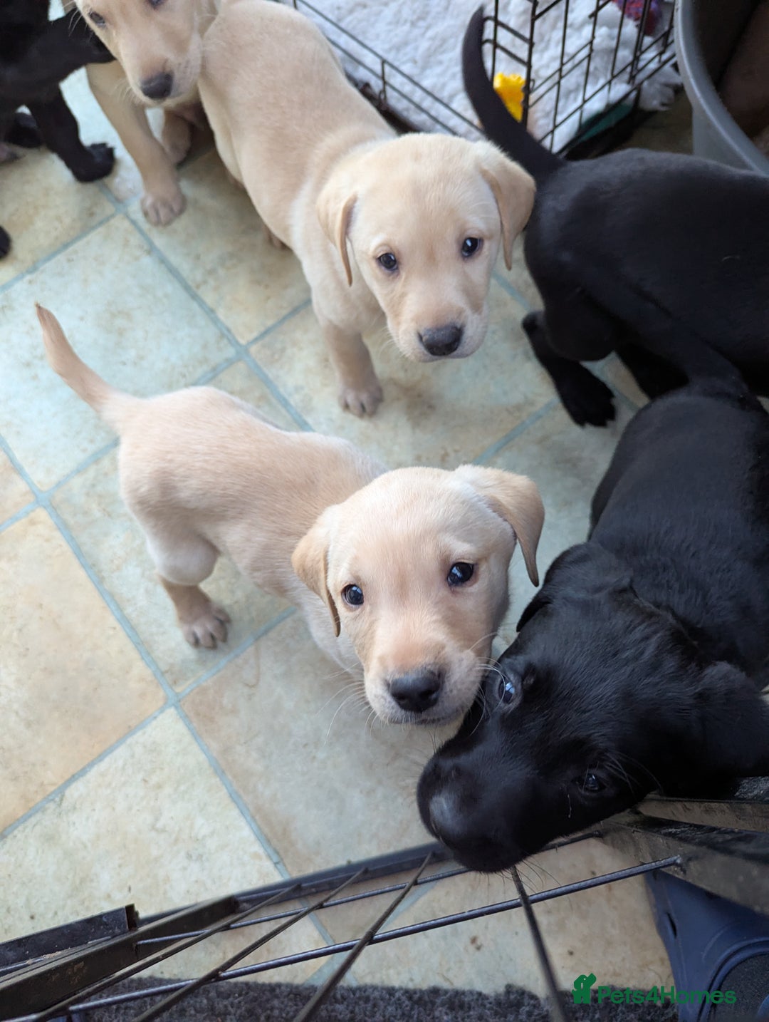 Labrador Retriever dogs for sale: 7 K C registered Chunky Labrador puppies  - Advert 6