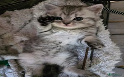 British Shorthair cats for sale: British short hair kittens - Image 14