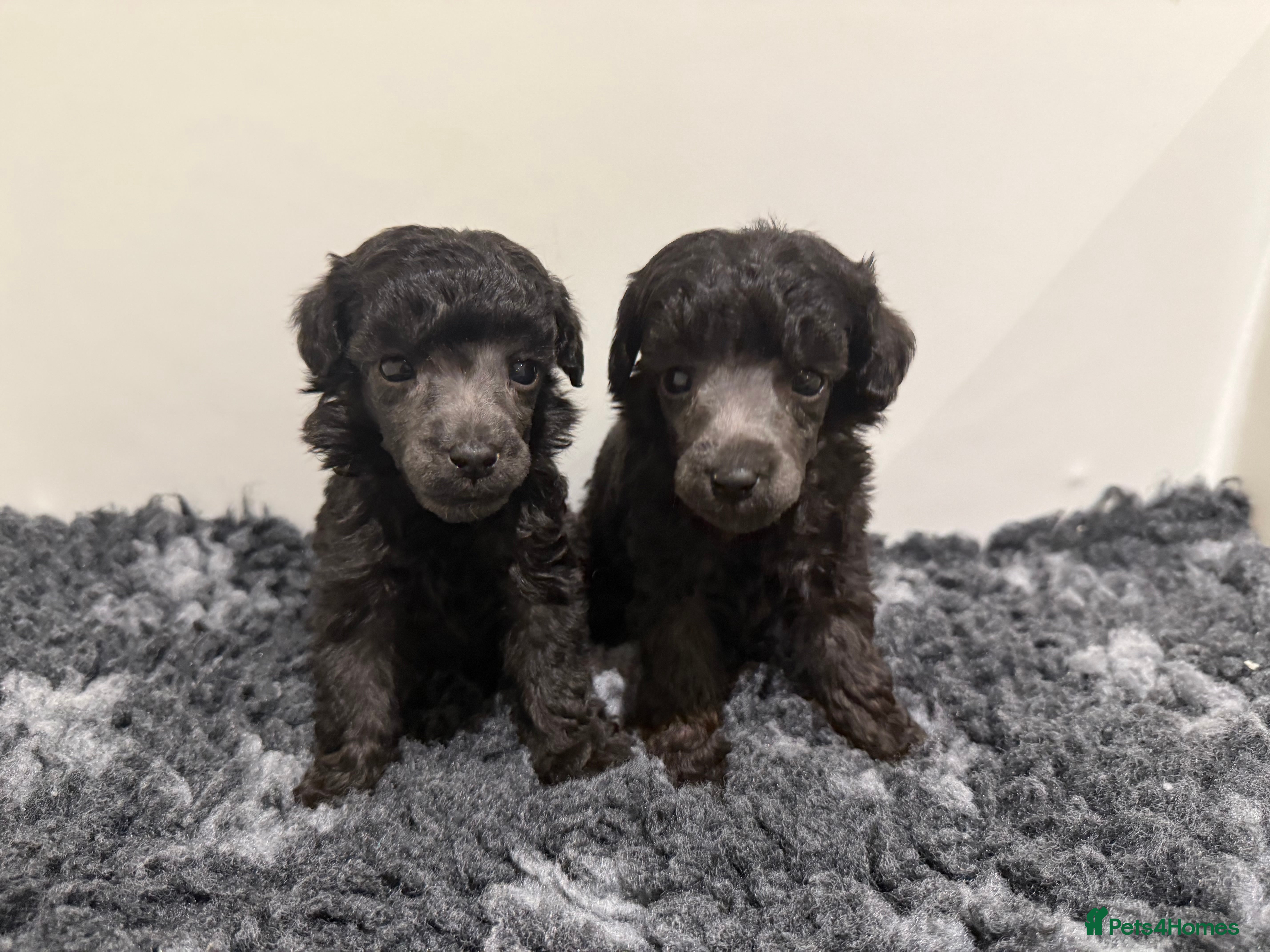 Toy Poodle dogs OUTSTANDING TOY SILVER POODLE BOYS DNA 🧬 CLEAR - Advert 5