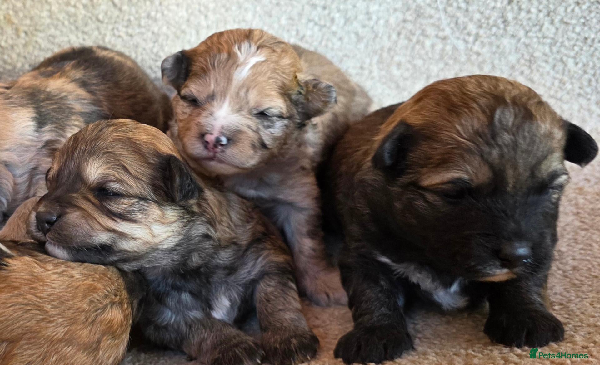 Mixed Breed dogs Unique Poo-Shi puppies 2 left  - Advert 2