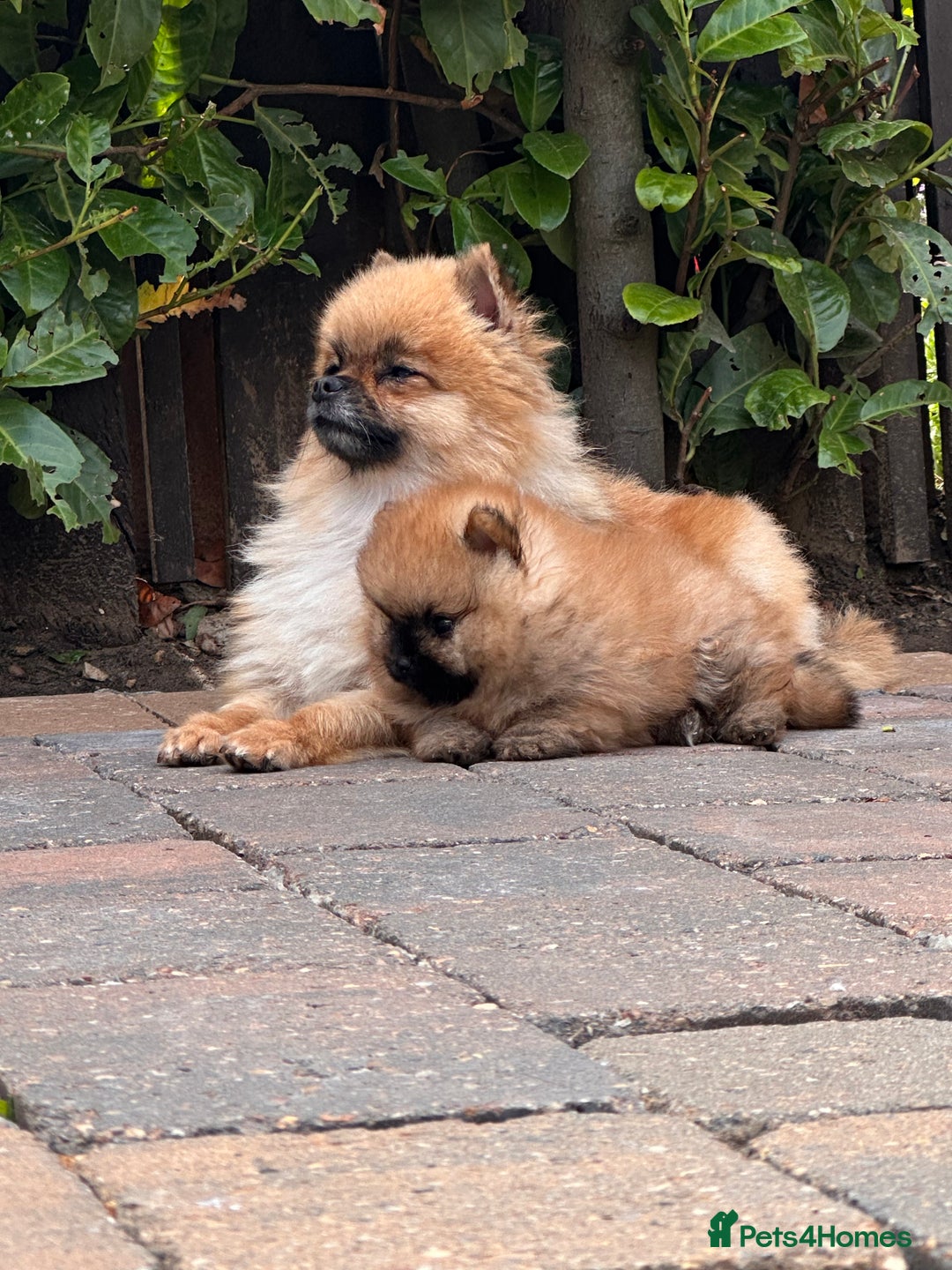 Pomeranian dogs for sale: Teddy bear pomeranians  - Image 3