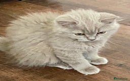 British Shorthair cats for sale: British short and long haired kittens ready to go - Image 5