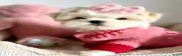 Maltese dogs for sale: 🎀 Last Tiny Korean Maltese Girl Available 🎀 - Advert 6