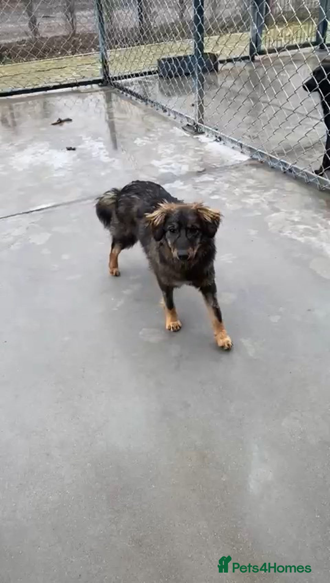 Mixed Breed dogs for adoption: Edie, 1 yr old approx. Available for adoption. - Advert 8