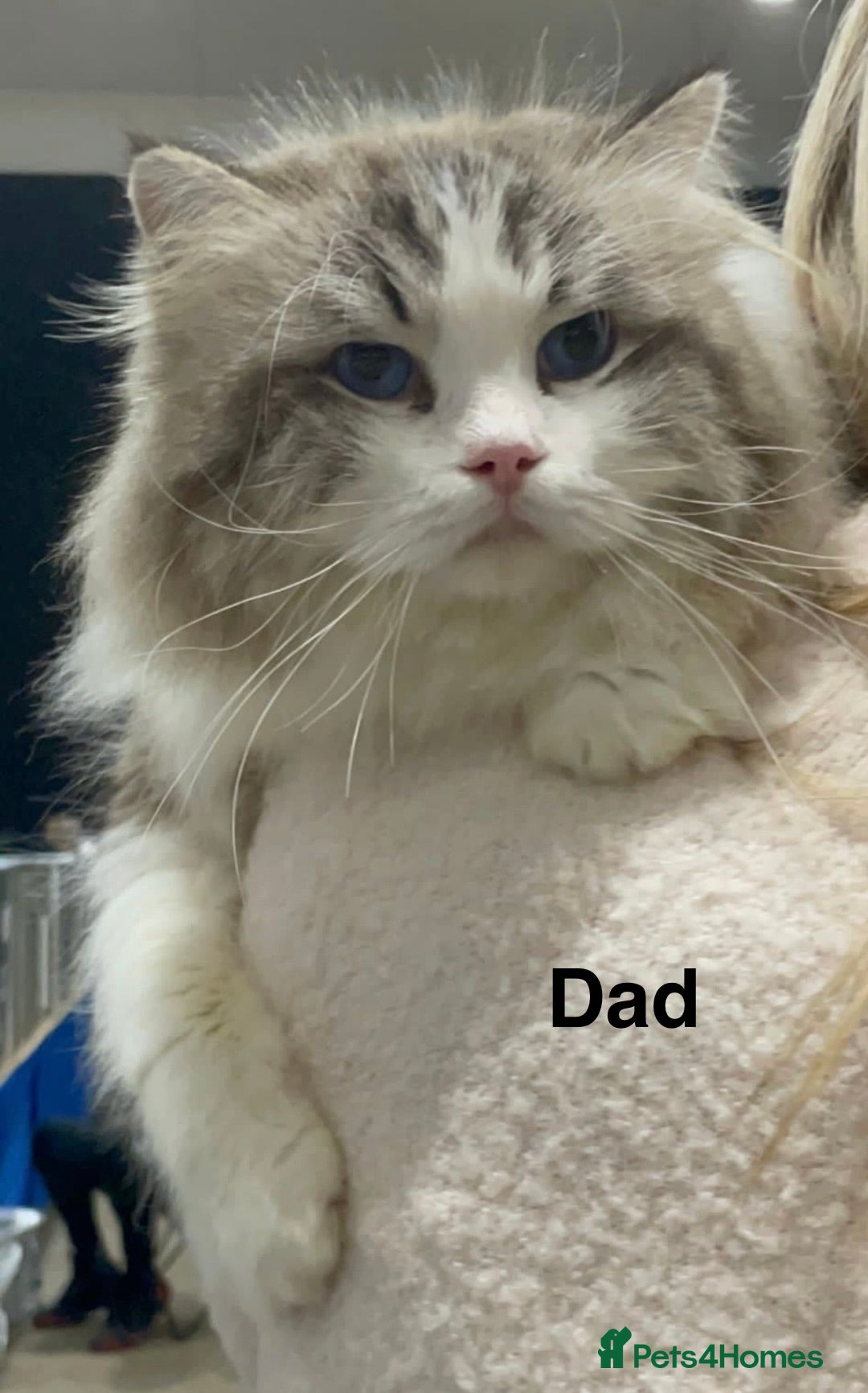 Ragdoll cats for sale: Stunning Ragdoll Kittens Available - Advert 13