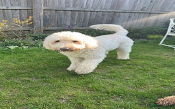 Goldendoodle dogs for sale: Beautiful Goldendoodle - Image 2