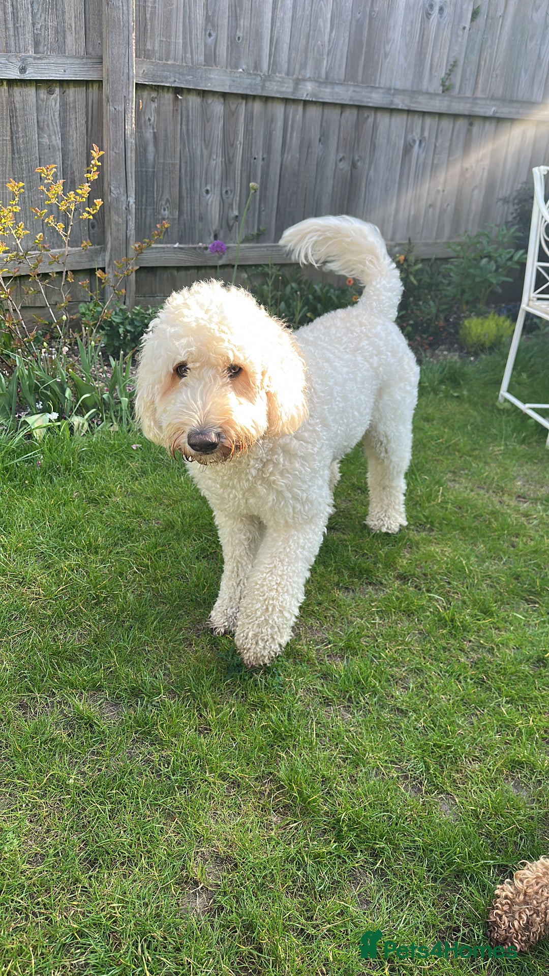 Goldendoodle dogs for sale: Beautiful Goldendoodle - Image 2