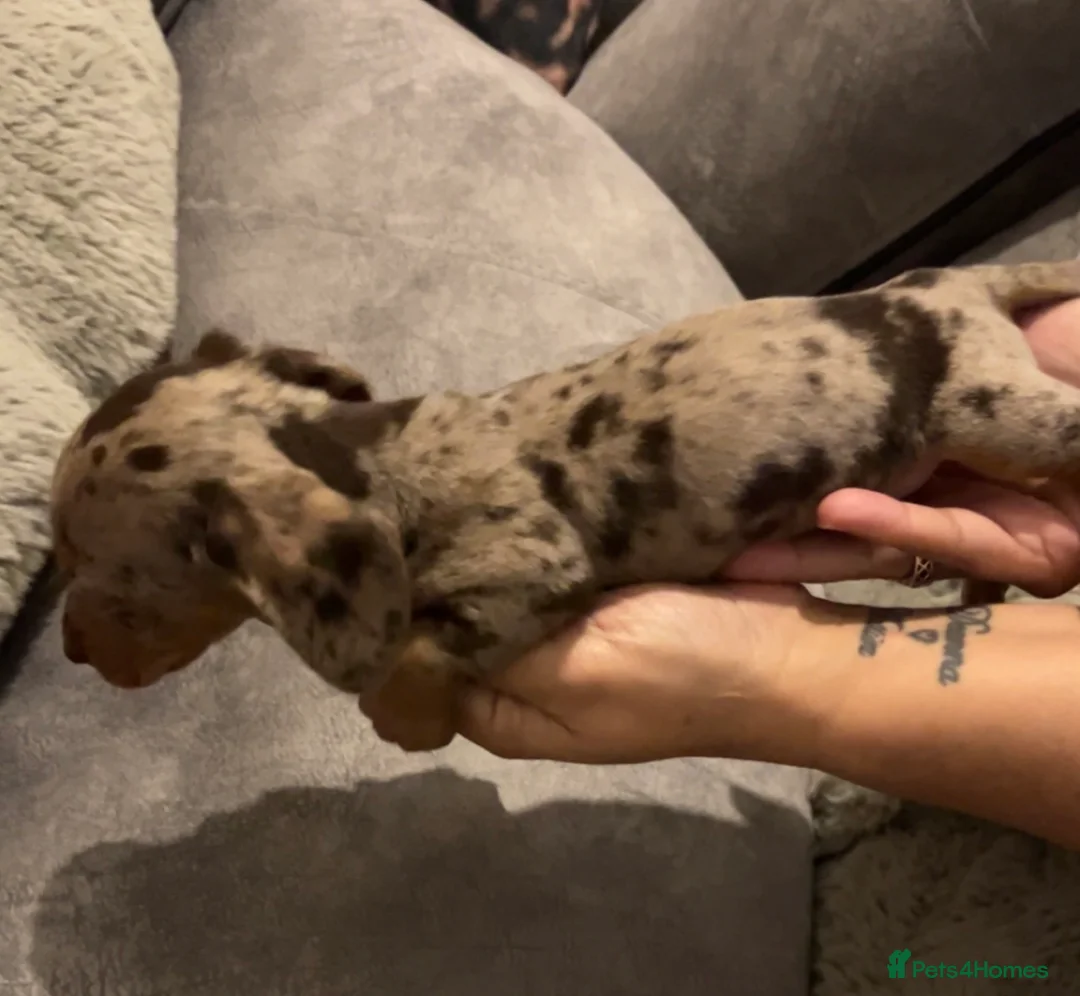 Miniature Dachshund dogs for sale: Kc registered miniature dachshunds  - Advert 3