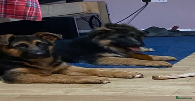 German Shepherd dogs Outstanding Vomkonstanz German Shepherd Litter  - Advert 2