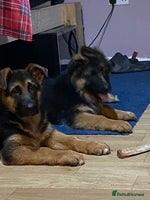 German Shepherd dogs Outstanding Vomkonstanz German Shepherd Litter - Advert 2