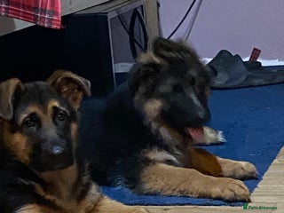 German Shepherd dogs Outstanding Vomkonstanz German Shepherd Litter - Advert 1