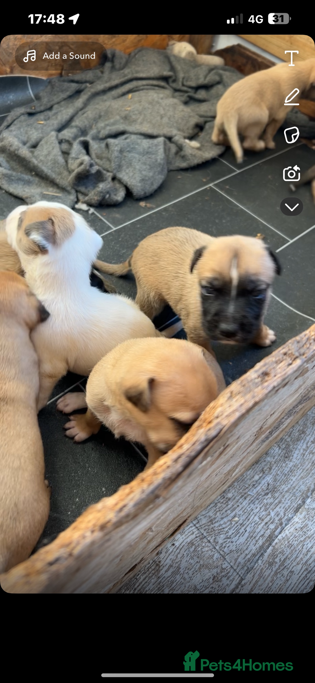 Mixed Breed dogs for sale: belgian malinois - Image 2
