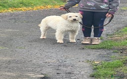 Labradoodle dogs for sale: F1 Female Merle Labradoodle - Image 4